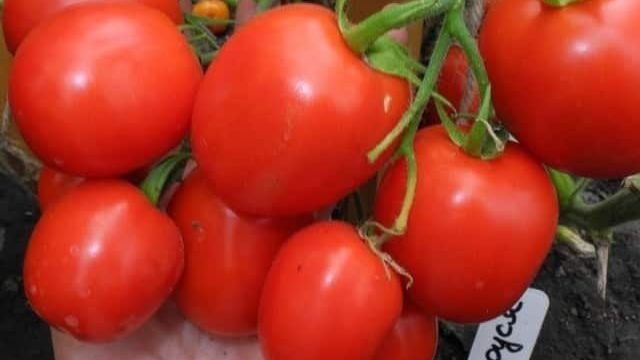 ᐉ Томат "Маруся": характеристика и описание сорта, рекомендации по выращиванию вкусных помидоров, фото-материалы