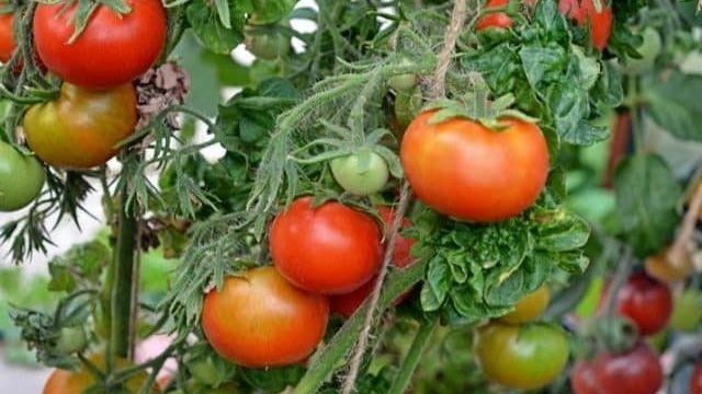 Томат «Палка»: необычный сорт помидоров с фруктовой ноткой, особенности его выращивания и ухода