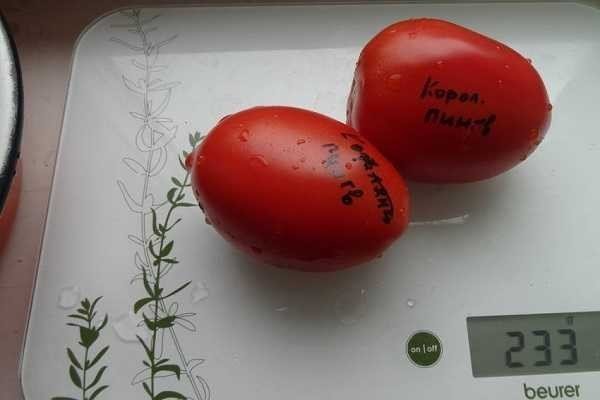 Сорта томатов
