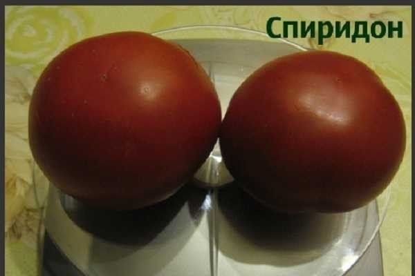 Сорт спиридон томат