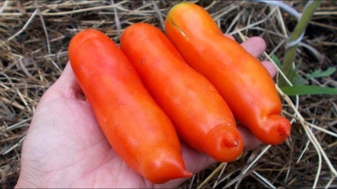 Помидоры сорта морковка