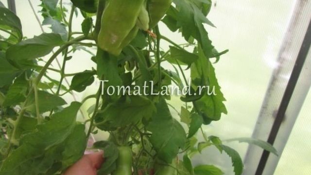 Удивительный томат необычной формы — «Аурия»