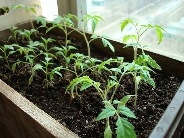 Ускоритель роста для рассады помидор
