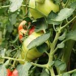 Уход за томатами: полив, подкормка и лечение фитофтороза