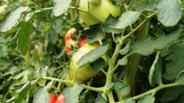 Уход за томатами: полив, подкормка и лечение фитофтороза