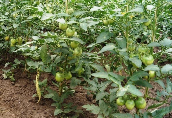 Волгоградские помидоры куст