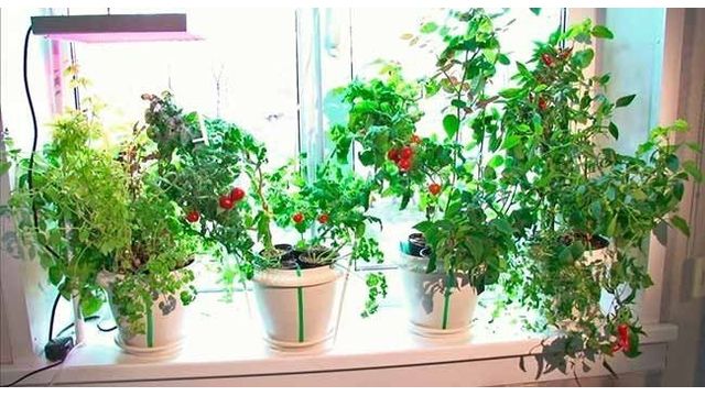 Комнатные помидоры: как получить гарантированный урожай.