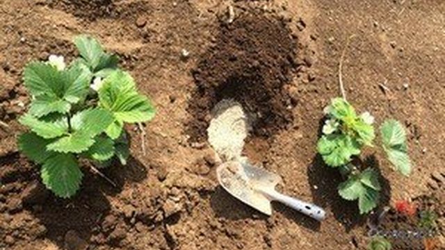 Аммиачная селитра: применение удобрения в саду и огороде, меры предосторожности и условия хранения