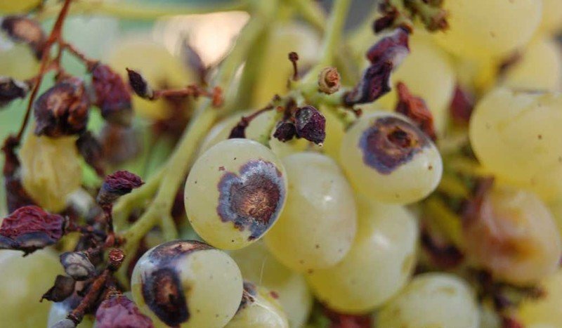 Антракноз винограда