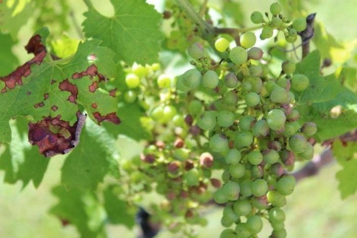 Альтернариоз виноградного листа