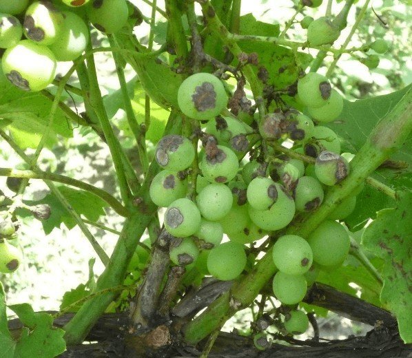 Антракноз гроздей винограда
