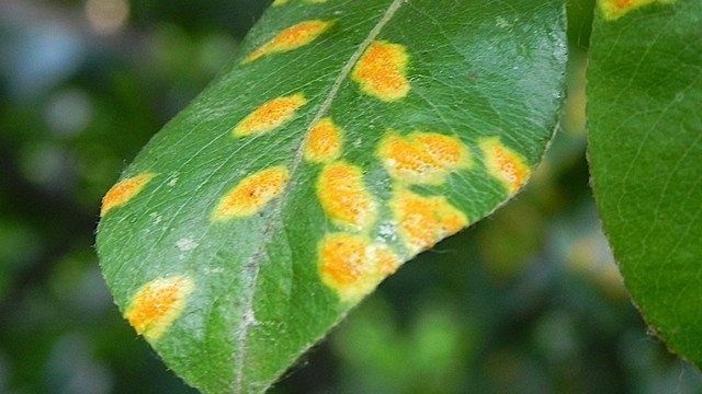 Болезни груши: описание заболеваний, чем лечить коричневые пятна на листьях
