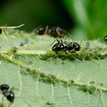 Борная кислота против муравей