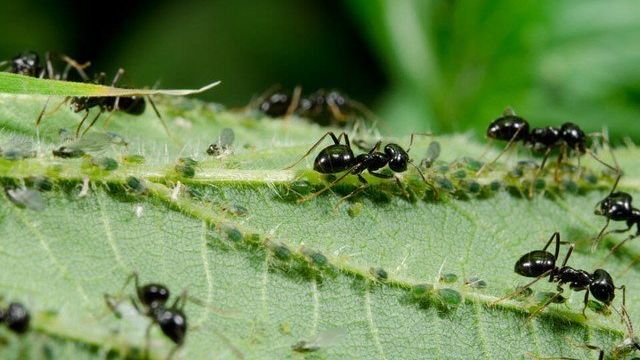 Борная кислота против садовых муравьев