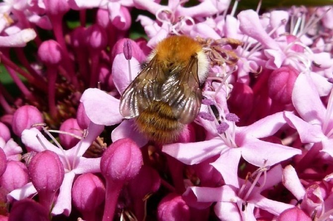 Медоносная пчела майский жук