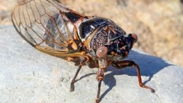 Меры борьбы с цикадками и описание распространенных видов