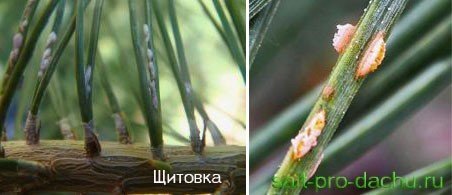 Ржавчина хвои сосны coleosporium