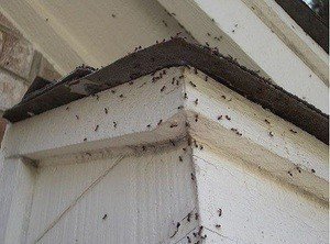 Как избавиться от муравьёв в домашних условиях