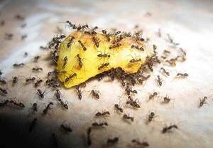 Какую приготовить приманку в ловушку для муравьёв