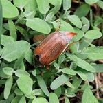 Как избавиться от майского жука