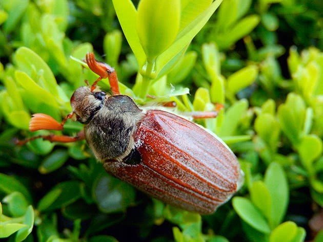 Жесткокрылые майский жук