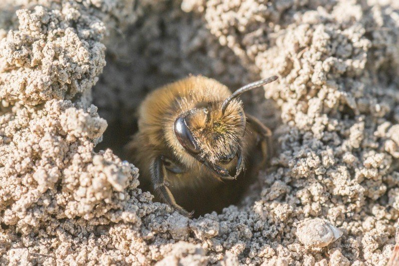 Пчела андрена личинка