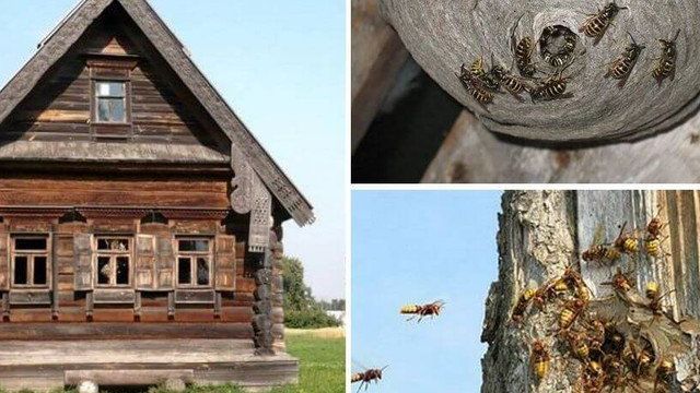 Как избавиться от пчел соседа