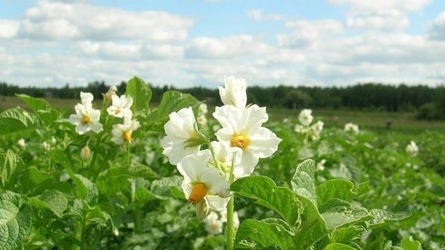 Как опрыскивать картофель от колорадского жука во время цветения