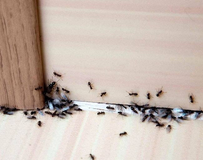 Мелкие муравьи в квартире