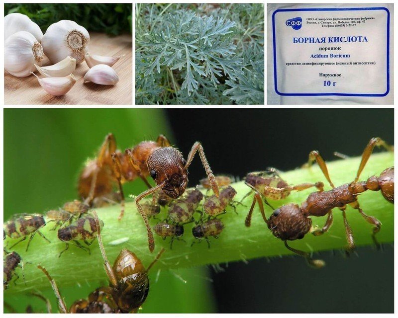 Средство от муравьев в теплице