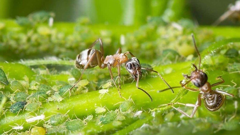 Как уничтожить муравьев в теплице