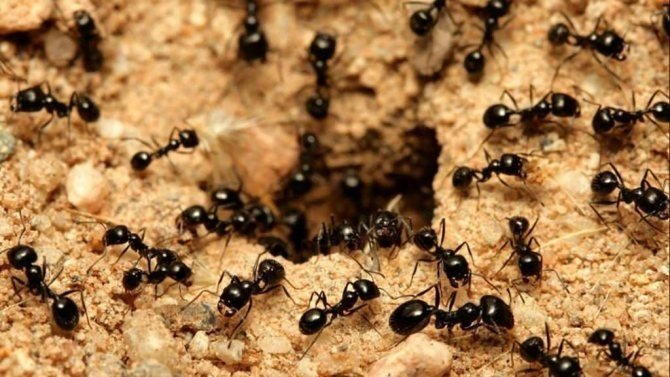 Луговые муравьи муравейник