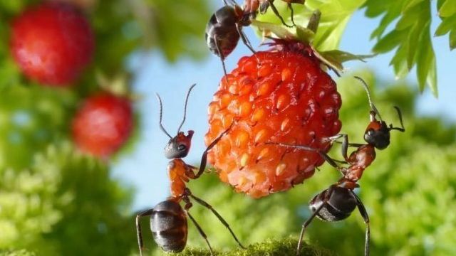 Лучшие советы по избавлению от муравьев в теплице