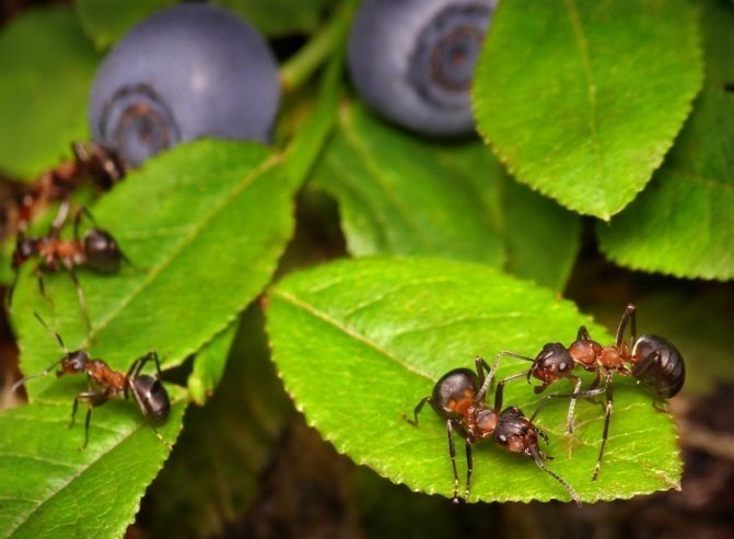 Садовые муравьи