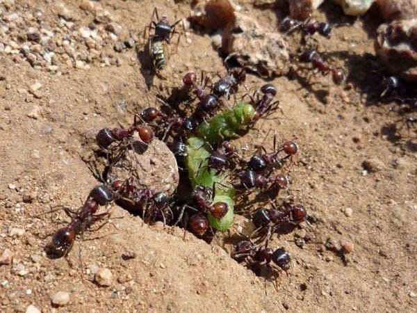 Степной муравей жнец