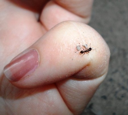Избавиться от муравьев на участке