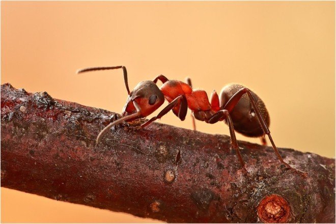 Красный лесной муравей