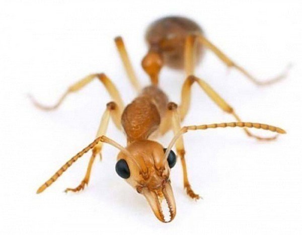 Фараоновы муравьи с крыльями
