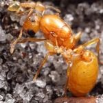 Народное средство от фараоновых муравьев