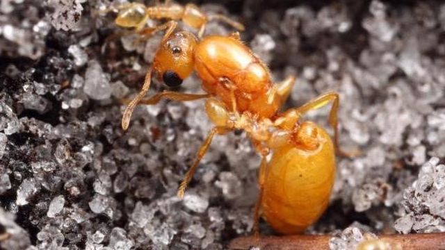 Народное средство от фараоновых муравьев