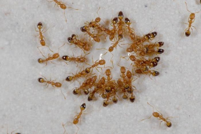 Жёлтые муравьи в квартире