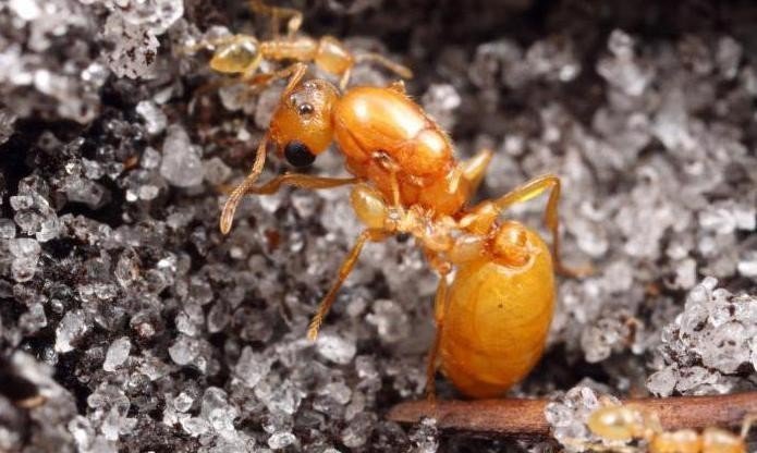 Жёлтый земляной муравей