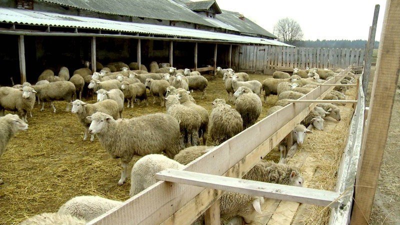 Овцеводство и козоводство в россии