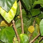 Почему у гибискуса желтеют листья