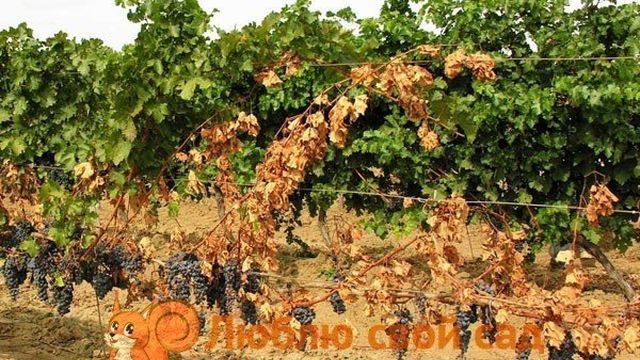 Почему желтеют и сохнут листья винограда?