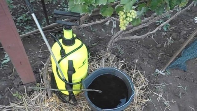 Весеннее опрыскивание винограда