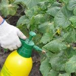 Простые способы применения йода для повышения урожайности и борьбы с заболеваниями