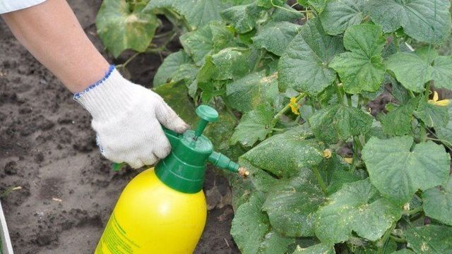 Простые способы применения йода для повышения урожайности и борьбы с заболеваниями