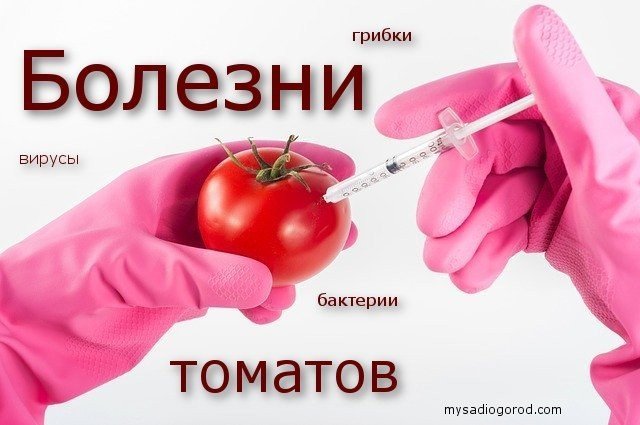 Препарат против вирусных болезней томатов верон