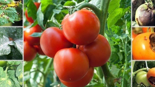 Чем лечить серую гниль на томатах